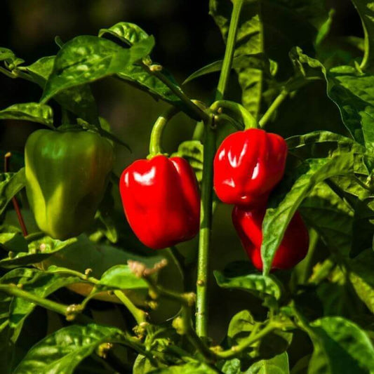 Heirloom Scotch Bonnet Peppers seeds