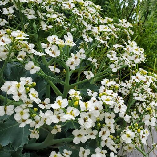 Heirloom Sea Kale Seeds