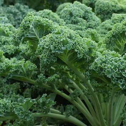 Heirloom Sea Kale Seeds