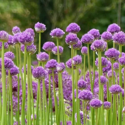 Heirloom Society Garlic Seeds 