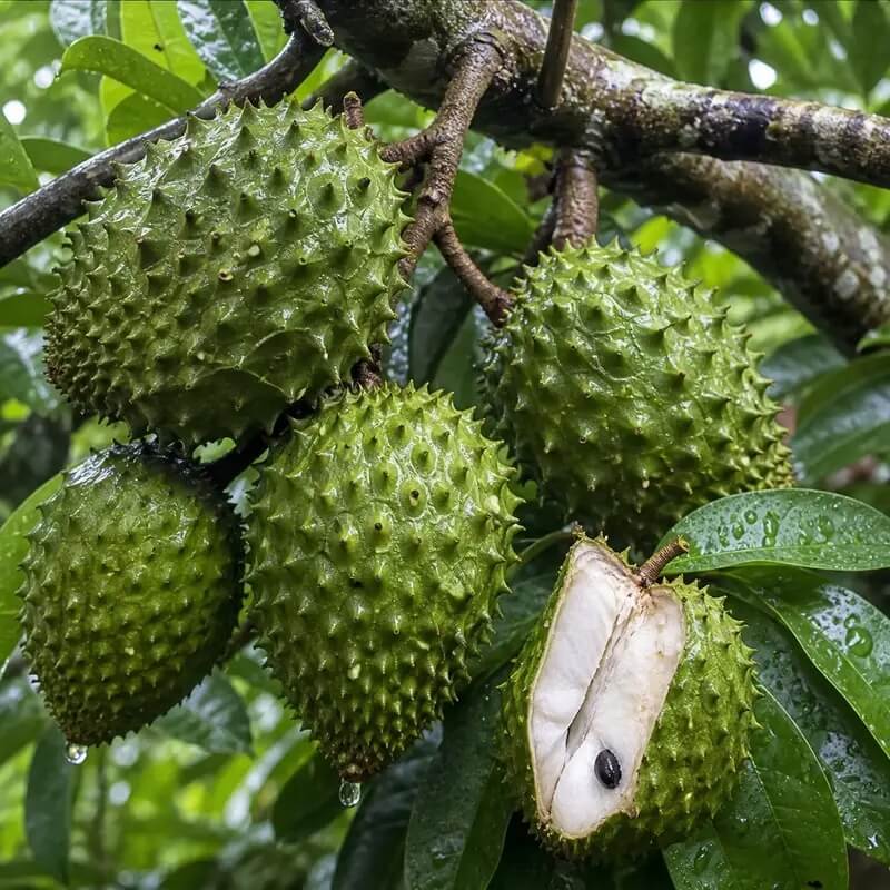 Heirloom Soursop Seeds