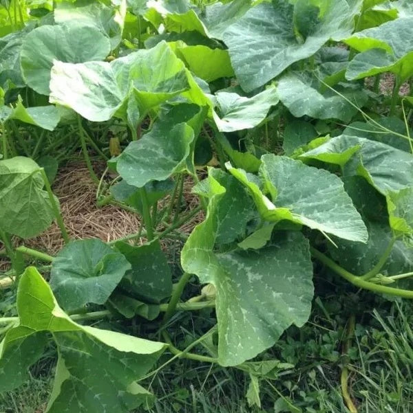 Heirloom Squash Seeds