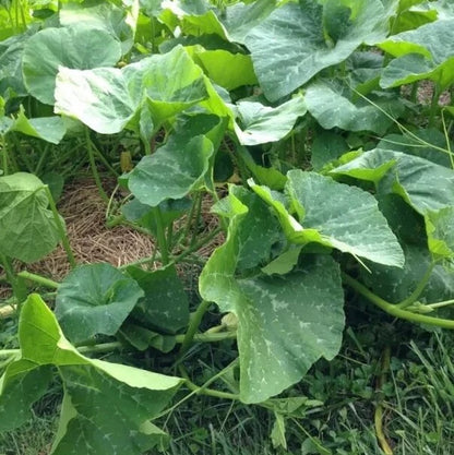 Heirloom Squash Seeds