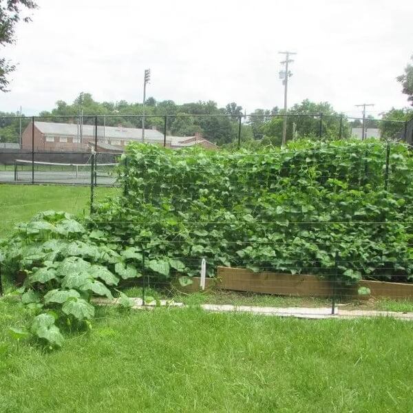 Heirloom Squash Seeds