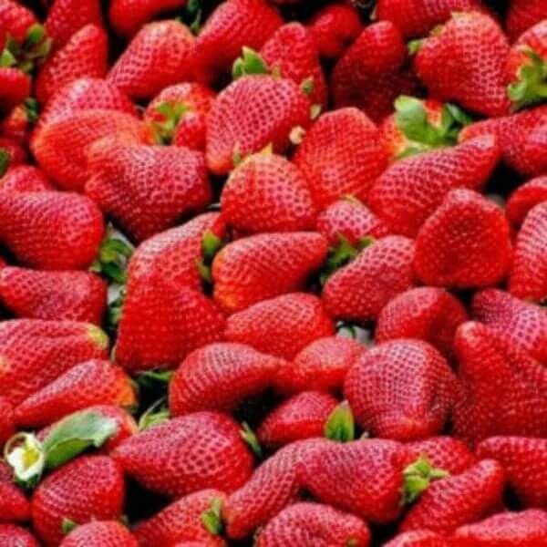 Heirloom Strawberry Seeds - Fruit Plant