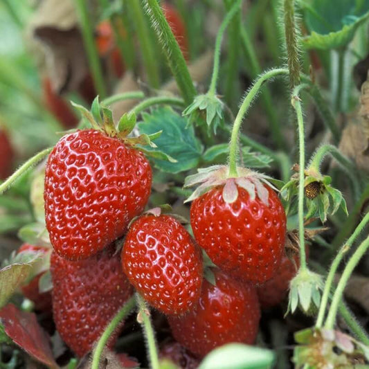 Heirloom Strawberry Seeds - Fruit Plant