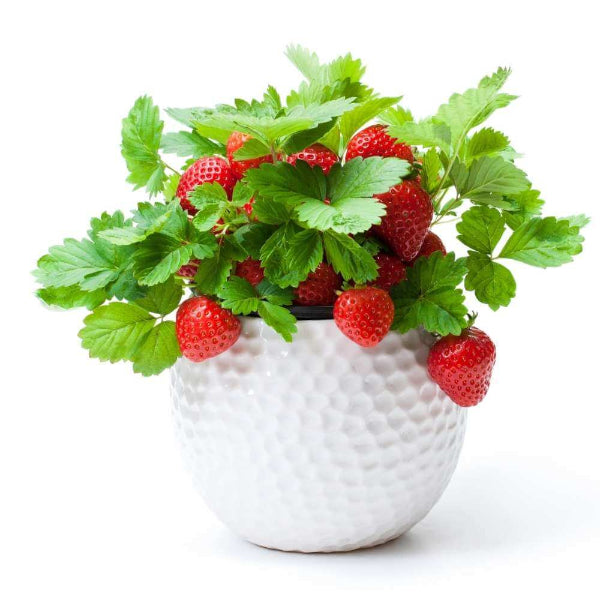 Heirloom Strawberry Seeds - Fruit Plant
