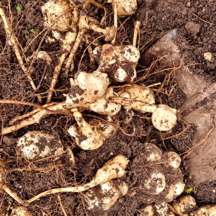 Heirloom Sunroot Seeds