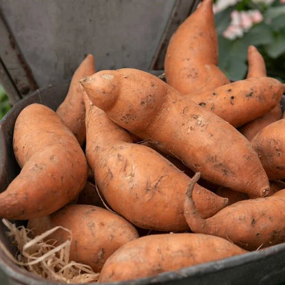 Heirloom Sweet Potato Seeds 