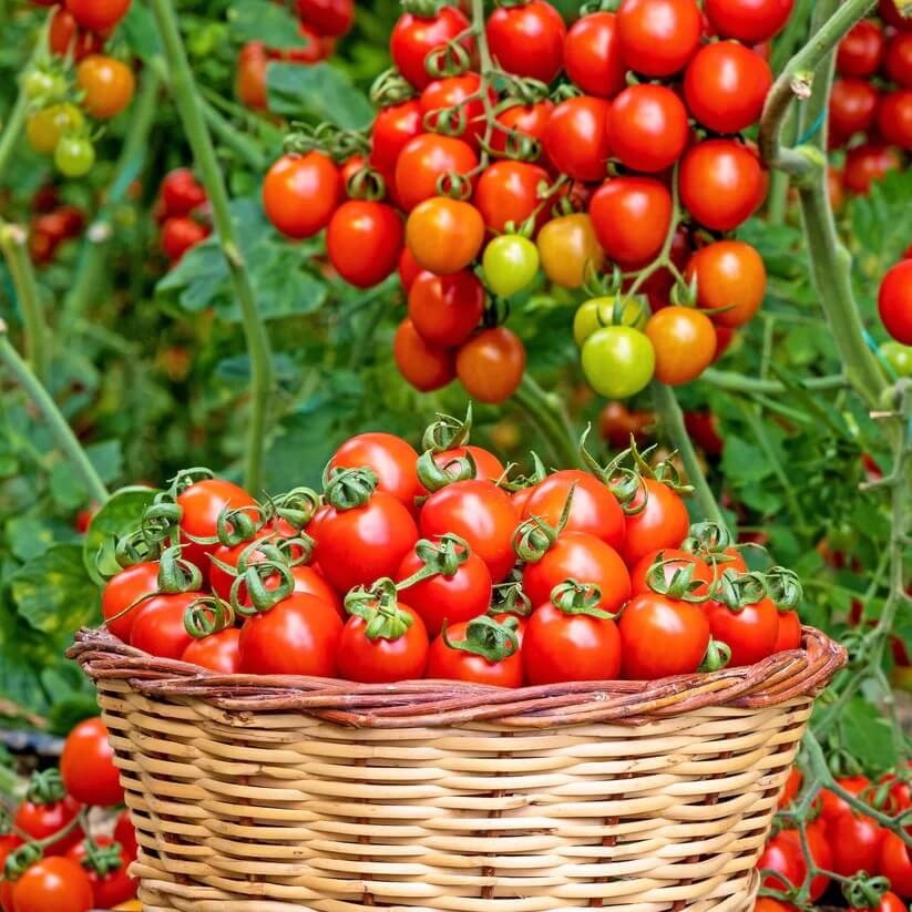Heirloom Sweet Tomato seeds