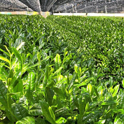 Heirloom Tea Plants seeds