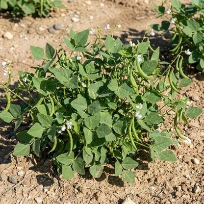 Heirloom Tepary Bean Seeds