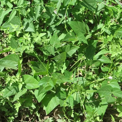 Heirloom Tepary Beans seeds