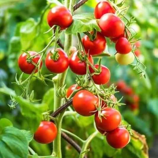 Heirloom Tomato Seeds