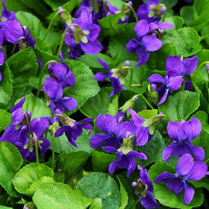 Heirloom Violet Seeds