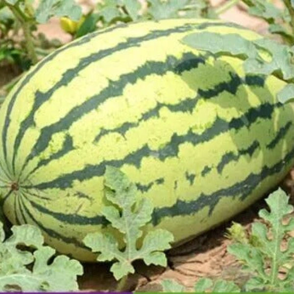 Heirloom Watermelon Seeds - Fruit Plant