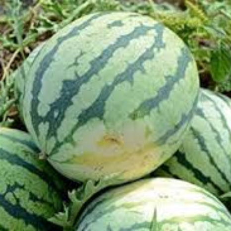 Heirloom Watermelon Seeds - Fruit Plant