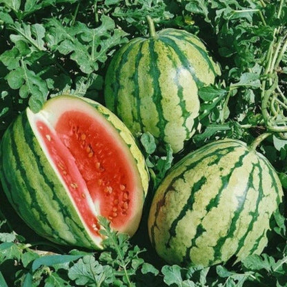 Heirloom Watermelon Seeds - Fruit Plant