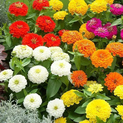 Heirloom Zinnia Seeds - Flower Plant