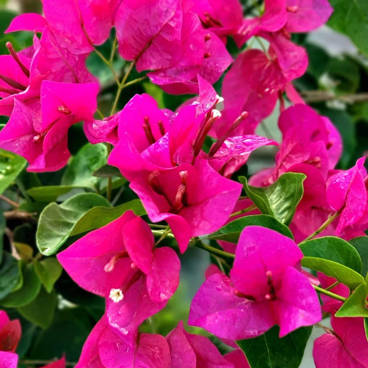 Helen Johnson Bougainvillea Seeds - Tropical Flower Plant for Home Gardens
