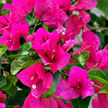 Helen Johnson Bougainvillea Seeds - Tropical Flower Plant for Home Gardens