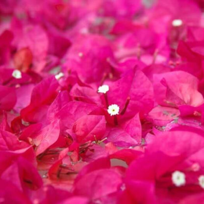 Helen Johnson Bougainvillea Seeds - Tropical Flower Plant for Home Gardens
