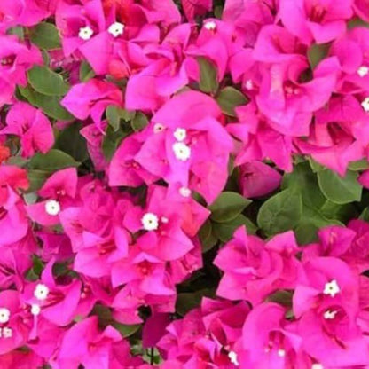 Helen Johnson Bougainvillea Seeds - Tropical Flower Plant for Home Gardens