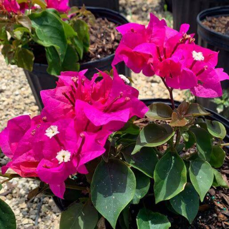Helen Johnson Bougainvillea Seeds - Tropical Flower Plant for Home Gardens