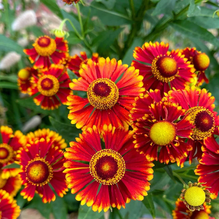 Helenium Autumnale Seeds - Flower Plant 