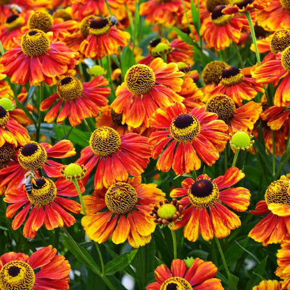 Helenium Autumnale Seeds - Flower Plant 