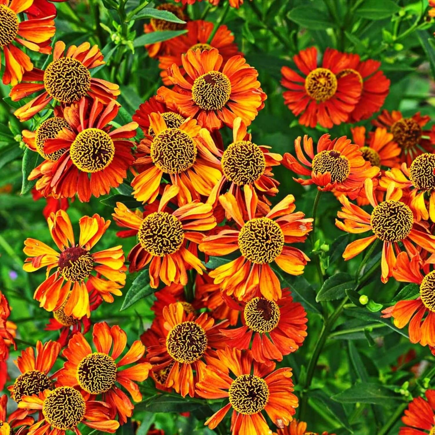 Helenium Autumnale Seeds - Flower Plant 