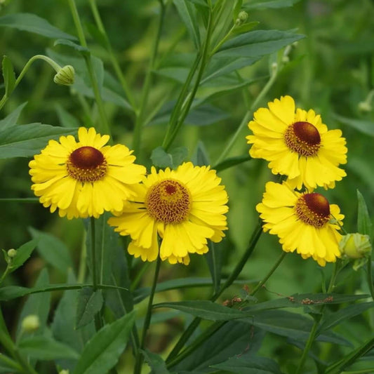 Helenium Seeds - Flower Plant 