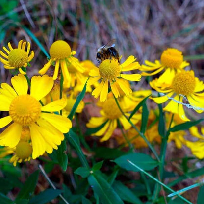 Helenium Seeds - Flower Plant 