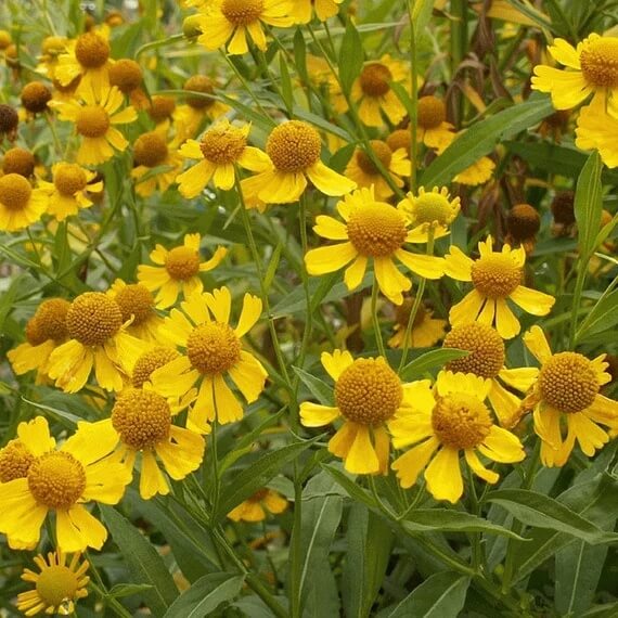 Helenium Seeds - Flower Plant 