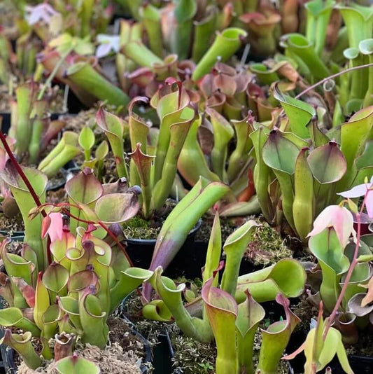Heliamphora Pulchella Sunny Marsh Pitcher Plant Seeds 