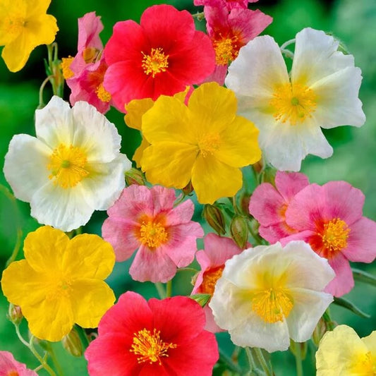 Helianthemum Mutabile Seeds 