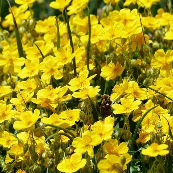 Helianthemum Mutabile Seeds 