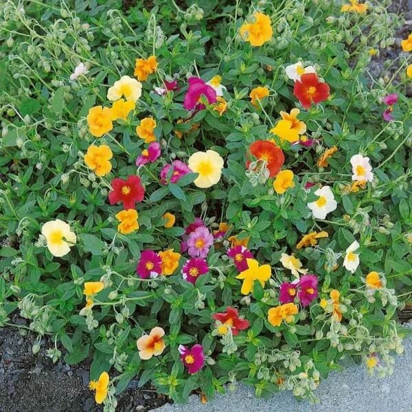 Helianthemum Mutabile Seeds 