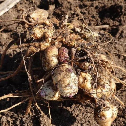 Helianthus tuberosus for Planting