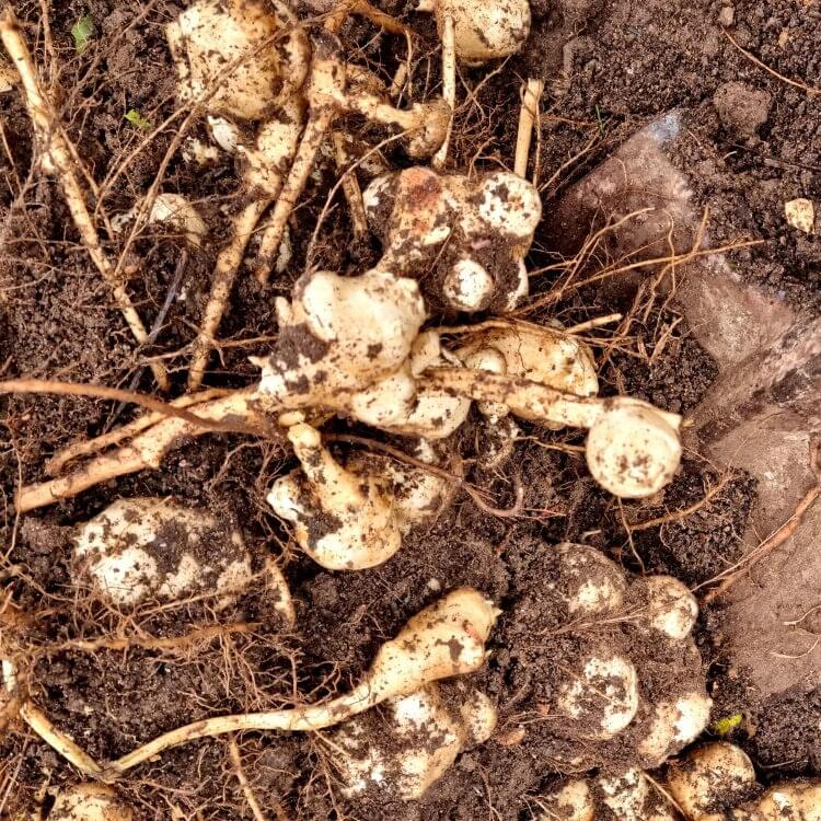 Helianthus tuberosus for Planting