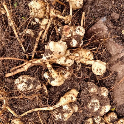 Helianthus tuberosus seeds