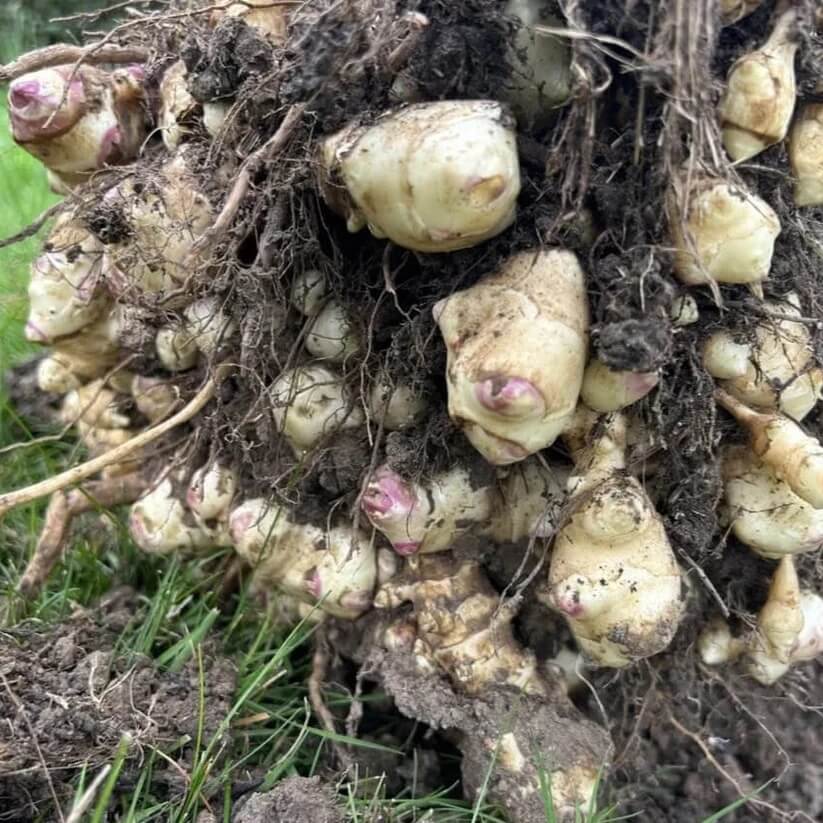 Helianthus tuberosus seeds