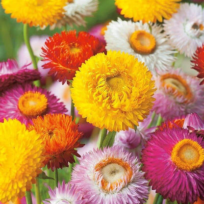 Helichrysum Bracteatum Seeds