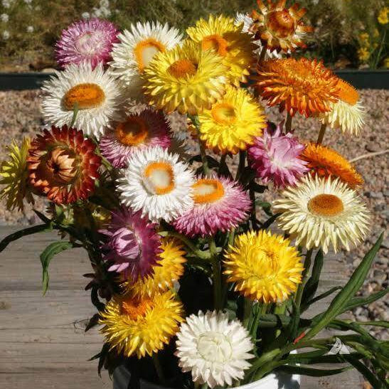 Helichrysum Bracteatum Seeds
