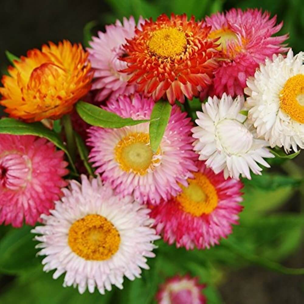 Helichrysum seeds - Flower Plant
