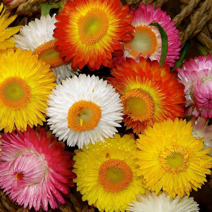 Helichrysum seeds - Flower Plant