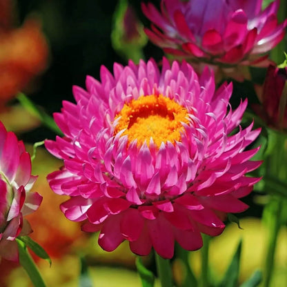 Helichrysum seeds - Flower Plant