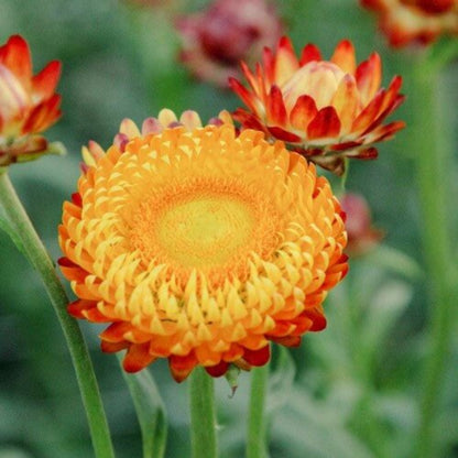Helichrysum seeds - Flower Plant
