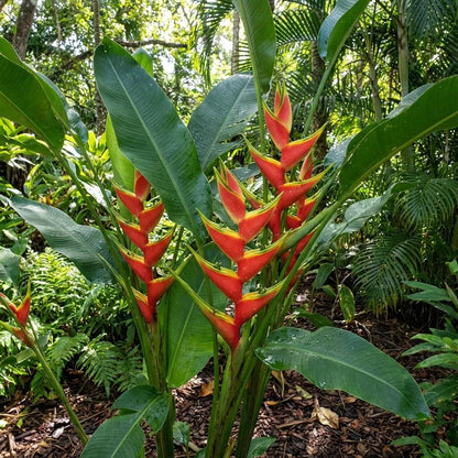 Heliconia Seeds