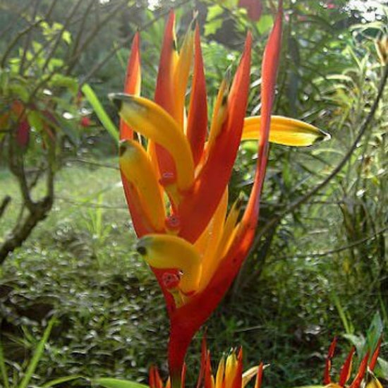 Heliconia Seeds